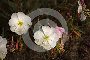 Crisp White Flowers Of An Evening Primrose Oenothera albicaulis Desert Plant In Spring