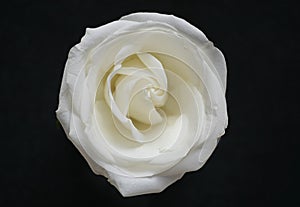 Crisp white rose flower on black