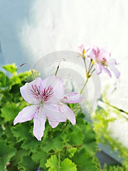 Crisped-leaf pelargonium flowers growing on a green shrub