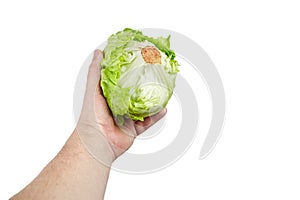 Crisphead lettuce, one whole head of iceberg lettuce in hand, leafy green vegetable isolated on white background