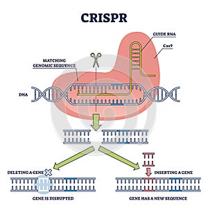 CRISPR as genetic DNA sequence engineering with gene mutation outline diagram