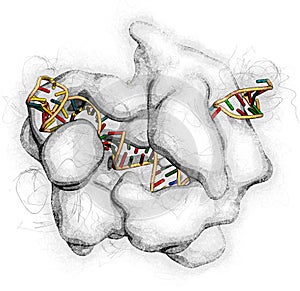 CRISPR-CAS9 gene editing complex from Streptococcus pyogenes. The Cas9 nuclease protein uses a guide RNA sequence to cut DNA at a photo