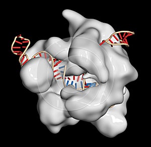 CRISPR-CAS9 gene editing complex from Streptococcus pyogenes. The Cas9 nuclease protein uses a guide RNA sequence to cut DNA at a photo