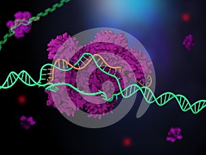 CRISPR-Cas9