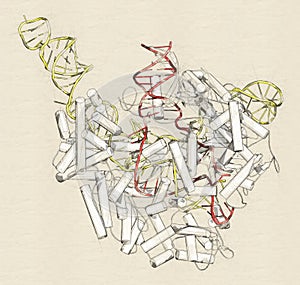 CRISPR - CAS9 gene editing complex from Streptococcus pyogenes. The Cas9 nuclease protein uses a guide RNA sequence to cut DNA at