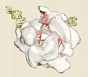 CRISPR - CAS9 gene editing complex from Streptococcus pyogenes. The Cas9 nuclease protein uses a guide RNA sequence to cut DNA at