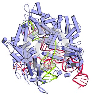 CRISPR-CAS9 gene editing complex from Streptococcus pyogenes. The Cas9 nuclease protein uses a guide RNA sequence to cut DNA at a