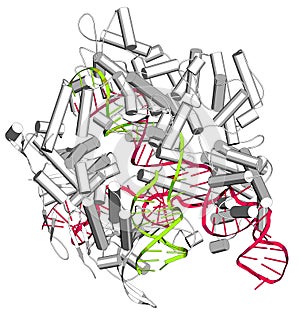 CRISPR-CAS9 gene editing complex from Streptococcus pyogenes. The Cas9 nuclease protein uses a guide RNA sequence to cut DNA at a