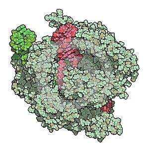 CRISPR-CAS9 gene editing complex from Streptococcus pyogenes. The Cas9 nuclease protein uses a guide RNA sequence to cut DNA at a