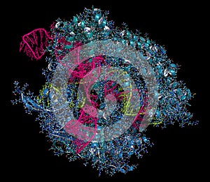 CRISPR-CAS9 gene editing complex from Streptococcus pyogenes. The Cas9 nuclease protein uses a guide RNA sequence to cut DNA at a