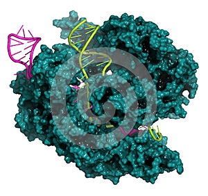CRISPR-CAS9 gene editing complex from Streptococcus pyogenes. The Cas9 nuclease protein uses a guide RNA sequence to cut DNA at a
