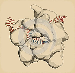 CRISPR-CAS9 gene editing complex from Streptococcus pyogenes. The Cas9 nuclease protein uses a guide RNA sequence to cut DNA at a