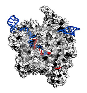 CRISPR-CAS9 gene editing complex from Streptococcus pyogenes. The Cas9 nuclease protein uses a guide RNA sequence to cut DNA at a