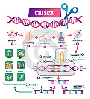 CRISPR vector illustration. Labeled clustered regularly palindromic repeats