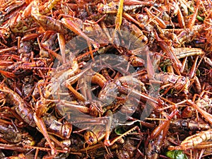 Crispy fried bombay locust