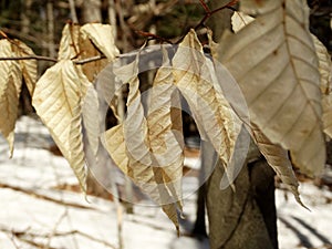Crispy leaves