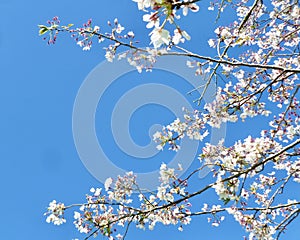 Criss-crossed branches of Japanese cherry blossoms