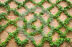 Criss-crossing Vines photo