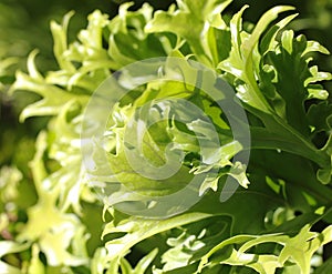 Crissie Birdâ€™s Nest Fern (Asplenium nidus Crissie)