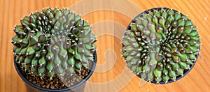 Cristata Cactus, Gymnocalycium mihanovichii is a type of cactus that is bred from Thailand