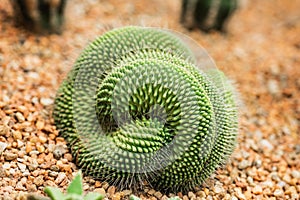 Cristata Cactus, Mammillaria spinosissima. cactus isolated on pebble background. close up green cactus