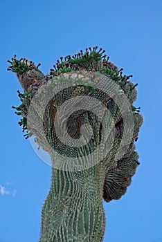 Cristate saguaro