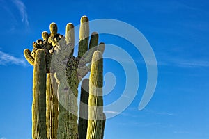 Cristate Saguaro