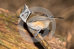 Cristed tit is sitting on the old branch.