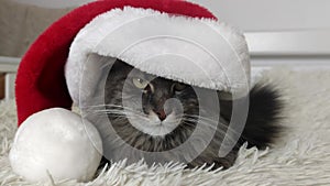 Cristmas cat in red Santa hat lay on light soft plaid at home, pet symbol of New year 2023 looking seriosly front