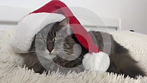 Cristmas cat in red Santa hat lay on light soft plaid at home, pet symbol of New year 2023 looking seriosly front