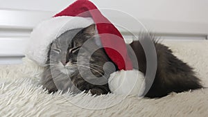 Cristmas cat in red Santa hat lay on light soft plaid at home, pet symbol of New year 2023 looking seriosly front