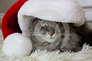 Cristmas cat in red Santa hat lay on light soft plaid at home, pet symbol of New year 2023 looking seriosly front