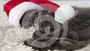 Cristmas cat in red Santa hat lay on light soft plaid at home, pet symbol of New year 2023 sleep, waiting christmas eve