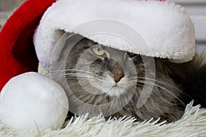 Cristmas cat in red Santa hat sitting on light soft plaid at home, pet symbol of New year 2023 looking seriosly front