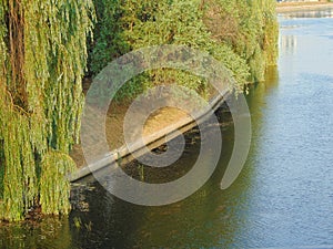 Crisul Rpede river and trees in Oradea city, Romania photo