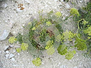 Crithmum maritimum plants on the rocks