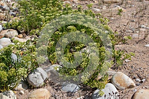 Crithmum maritimum or rock samphire or sea fennel flowering coastal plants