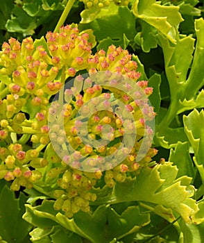 Crithmum maritimum or Rock samphire,Sea fennel flowering succulent plants.