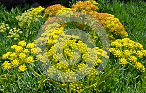 Crithmum maritimum or Rock samphire,Sea fennel flowering succulent plants.