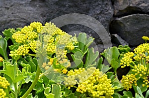 Crithmum maritimum or Rock samphire,Sea fennel flowering succulent plants.