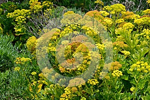 Crithmum maritimum or Rock samphire,Sea fennel flowering succulent plants.