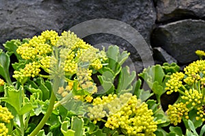 Crithmum maritimum or Rock samphire,Sea fennel flowering succulent plants. photo