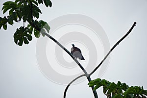 Trinidad Piping Guan or Pawi in Grande Riviere in Trinidad and Tobago photo