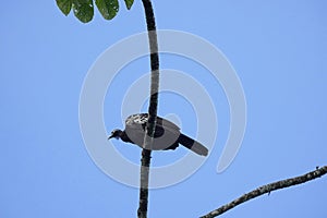 Trinidad Piping Guan or Pawi in Grande Riviere in Trinidad and Tobago