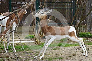 A critically endagered Dama Gazelle (Nanger dama