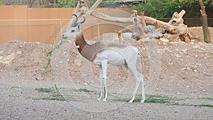 A critically endagered Sahara Africa resident, the Dama or Mhorr Gazelle at the Al Ain Zoo Nanger dama mhorr stands and eats gra