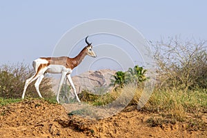 A critically endagered Sahara Africa resident, the Dama or Mhorr Gazelle at the Al Ain Zoo Nanger dama mhorr walking next to