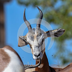 A critically endagered Sahara Africa resident, the Dama or Mhorr Gazelle at the Al Ain Zoo Nanger dama mhorr walking next to