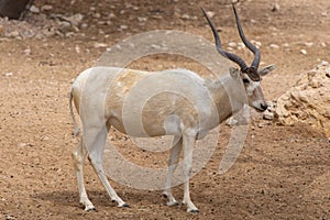 A critically endangered Addax Addax nasomaculatus also known as the screwhorn or white antelope photo