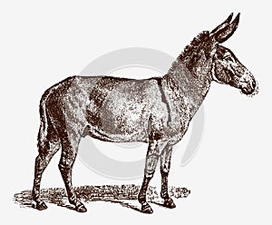 Critically endangered African wild ass, equus africanus in profile view